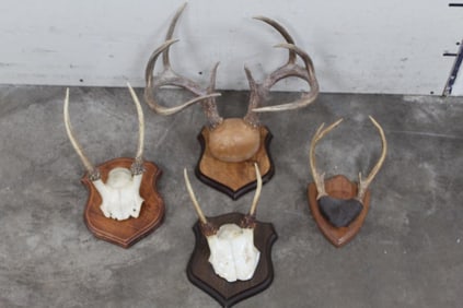 4 Mounted WHITETAIL DEER Antler Racks on Wooden Plaques (ONE$)