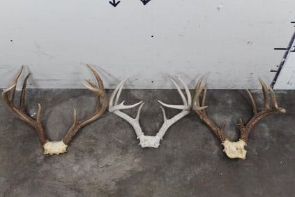 3 WHITETAIL DEER Antler Racks on Skull Caps (ONE$)