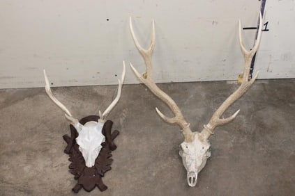 2 SIKA DEER Antler Racks on Reproduction Euro Mount Skulls (ONE$)