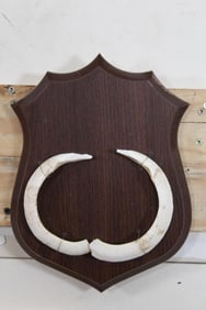 Set of BOAR/WILD PIG Tusks on a Wooden Plaque