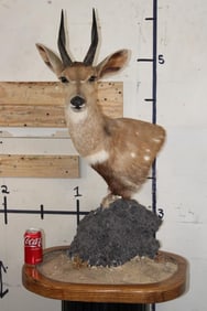 BUSHBUCK Table Pedestal Mount