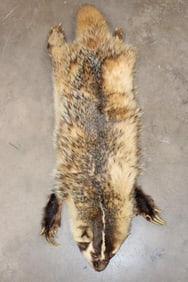 North American BADGER Hide with All its Front Claws