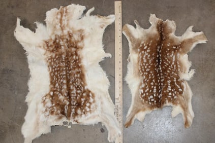 2 *Rarely Seen* Fawn Hides, a FALLOW DEER Hide and an AXIS DEER Hide (ONE$)