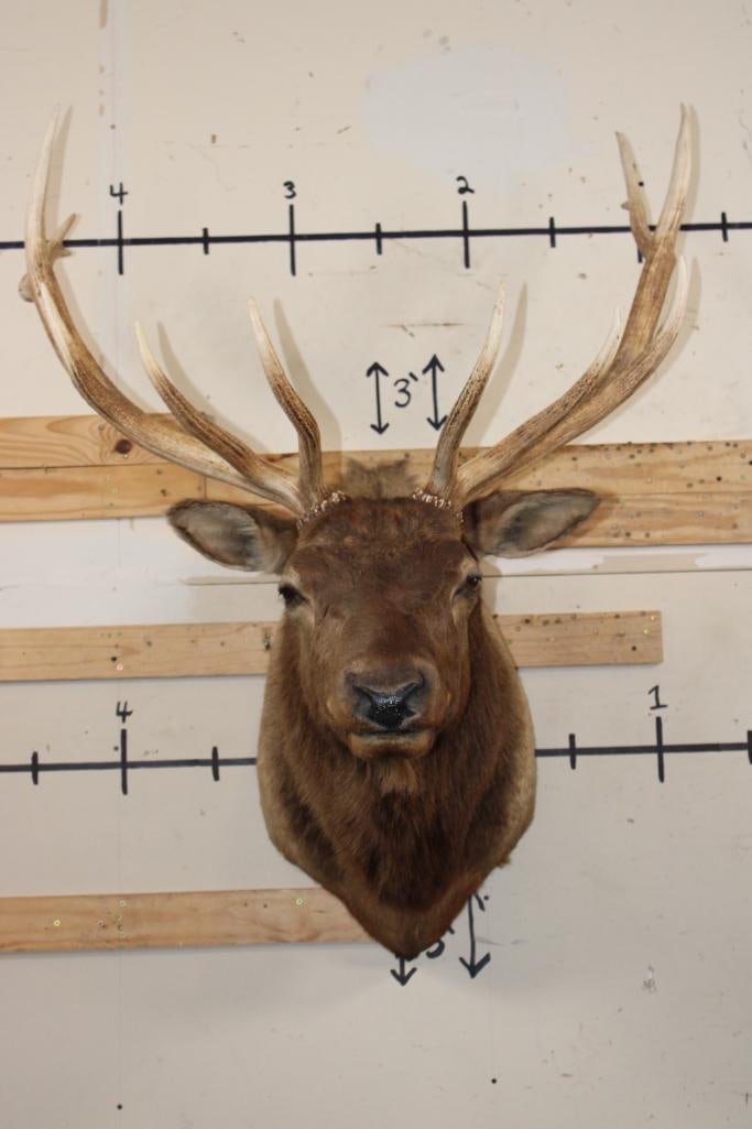 12-Point ELK Shoulder Mount (1 of 12)