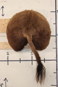 BISON/BUFFALO Rear End Mount