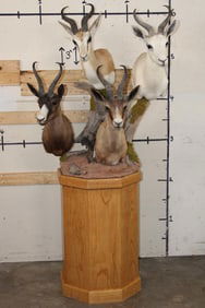 SPRINGBOK "Grand Slam" Wooden Pedestal Mount