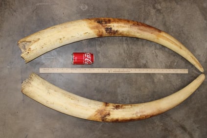 *TEXAS RESIDENTS ONLY* Set (2) of ELEPHANT IVORY TUSKS, Weight: 37 lbs 8 oz (ONE$)