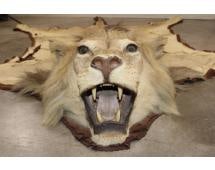 *TEXAS RESIDENTS ONLY* AFRICAN LION Rug with its Mounted Head and All its Claws