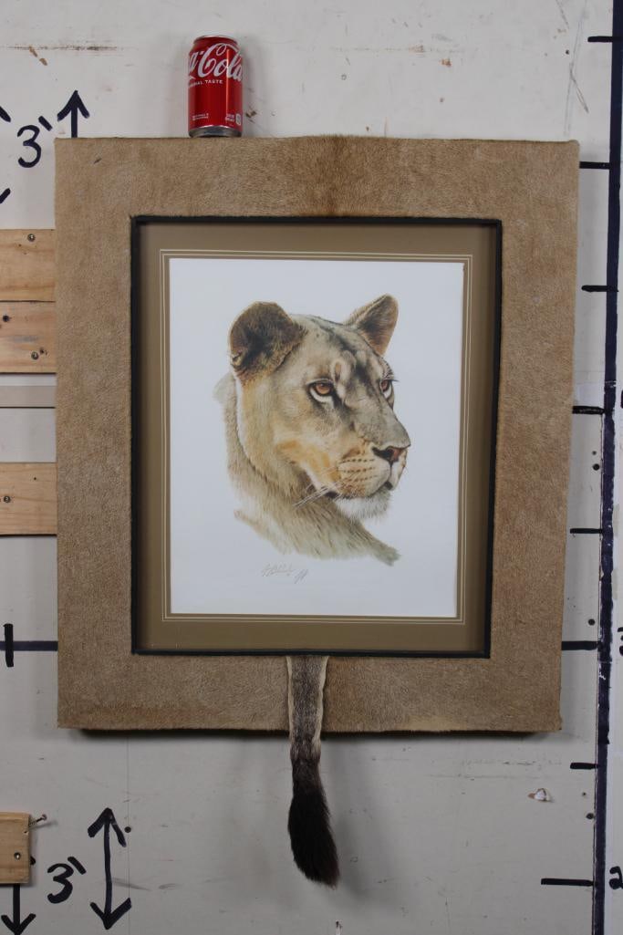 *TEXAS RESIDENTS ONLY* "Lioness Head" Print signed by artist Guy Coheleach with Lion Hide and Tail: *TEXAS RESIDENTS ONLY*!!! This lithograph print is Titled "Lioness Head" and is signed in pencil by wildlife artist Guy Coheleach. The Framed work of art is covered in Lioness Hide and a Lioness Tail.