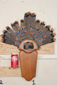 Ocellated TURKEY Fan Displayed on a Wooden Plaque
