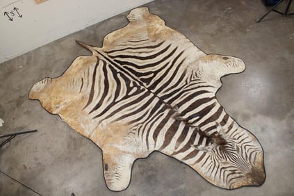 Big ZEBRA Hide Rug with Leather Piping and Corduroy Backing