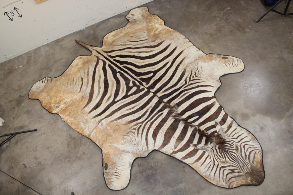 Big ZEBRA Hide Rug with Leather Piping and Corduroy Backing (1 of 13)
