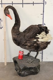 *Rare* Life-sized BLACK SWAN Mounted on a Reproduction Rock