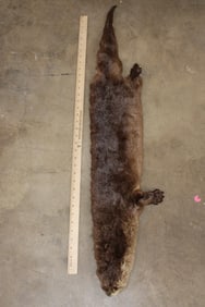 RIVER OTTER Pelt/Hide/Fur