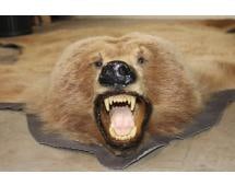BROWN BEAR or GRIZZLY BEAR Rug with its Mounted Head