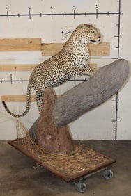 *TEXAS RESIDENTS ONLY* Life-sized LEOPARD on a Wood and Reproduction Rock Base