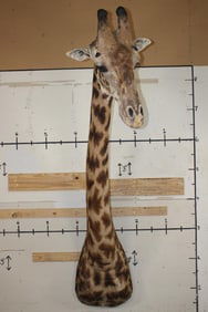 GIRAFFE Shoulder Mount