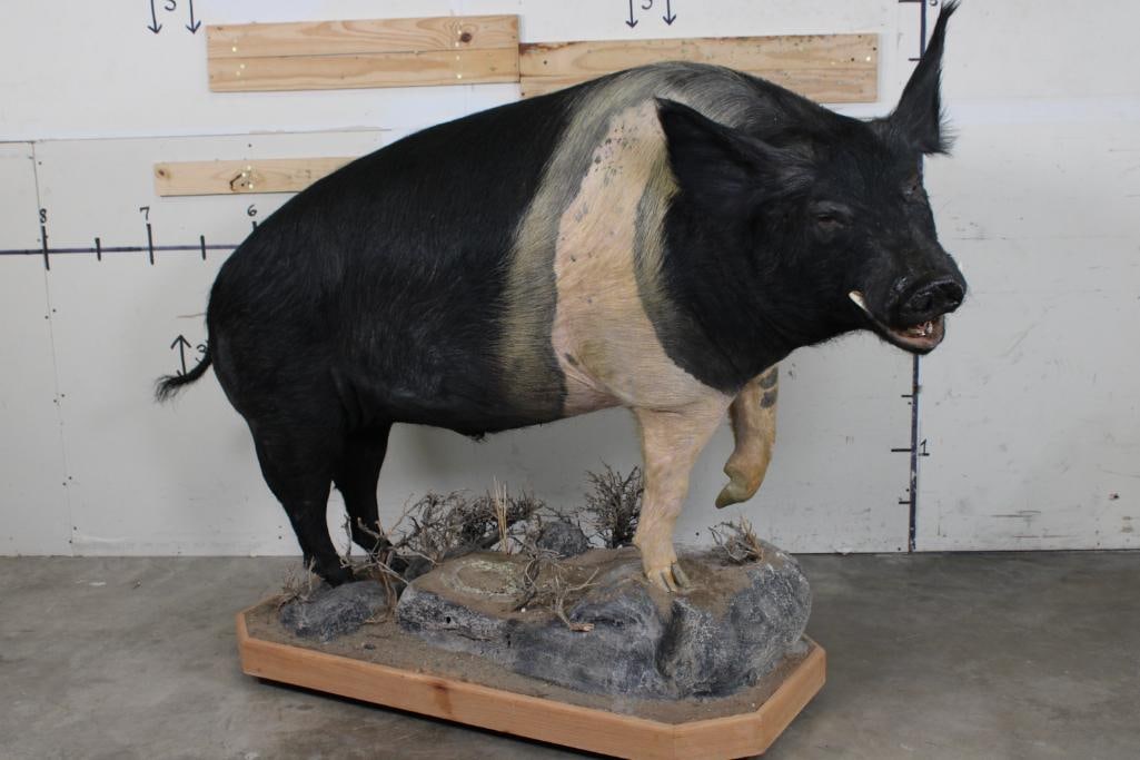 XXL Life-sized HOG on a Wooden Base with Wheels (1 of 10)