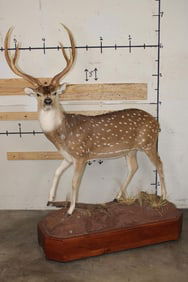 Life-sized AXIS Deer on a Wooden Base with Wheels