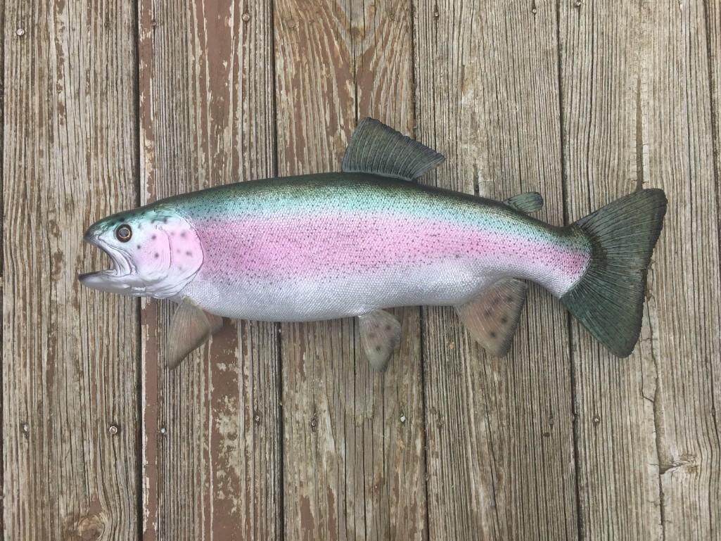 *New* Reproduction RAINBOW TROUT Fish Mount (1 of 5)