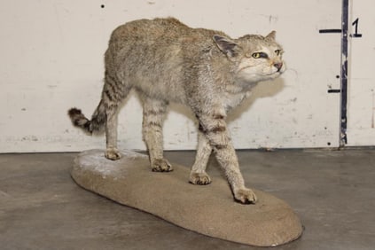 Life-sized AFRICAN WILD CAT on a Desert Base
