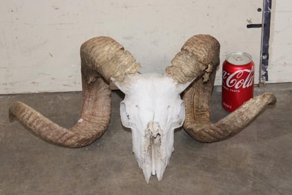 CORSICAN SHEEP Skull with Removable Horns