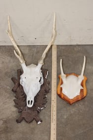 1 SIKA DEER Euro Skull Mount and 1 SIKA DEER Spike Rack on Plaques (ONE$)