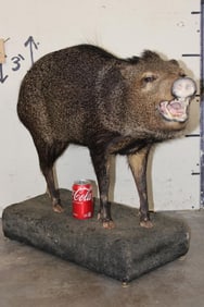 Life-sized JAVELINA on a Standing Base