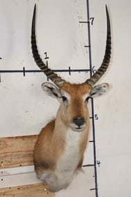 KAFUE LECHWE Shoulder Mount