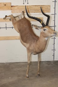 Life-sized Leaping IMPALA with Bolts on its Front Legs (No Base)