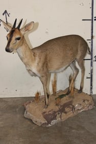 Life-sized COMMON DUIKER on a Decorative Dirt and Grass Base