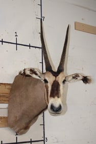 *TEXAS RESIDENTS ONLY* FRINGED-EARED ORYX Shoulder Mount