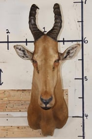 LELWEL HARTEBEEST Shoulder Mount