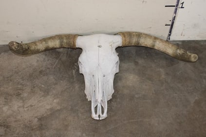 Texas LONGHORN Skull with Removable Horns