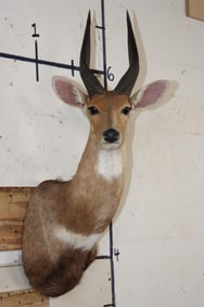 BUSHBUCK Shoulder Mount