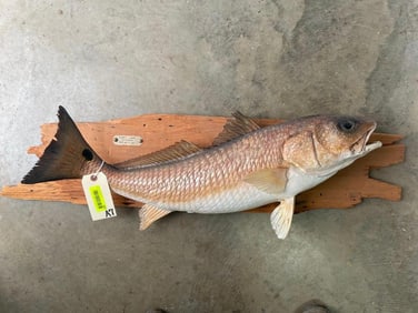 Beautiful *Real Skin* RED FISH Mounted on a Wooden Plank