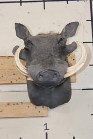 WARTHOG Shoulder Mount