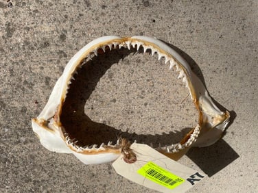BIG set of SHARK JAWS with Rows of Razor Sharp Teeth