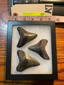3 MEGALODON SHARK Teeth in a Glass Display (ONE$)