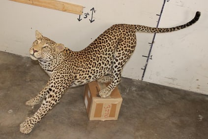*TEXAS RESIDENTS ONLY* Life-sized LEOPARD on Bolts (No Base)