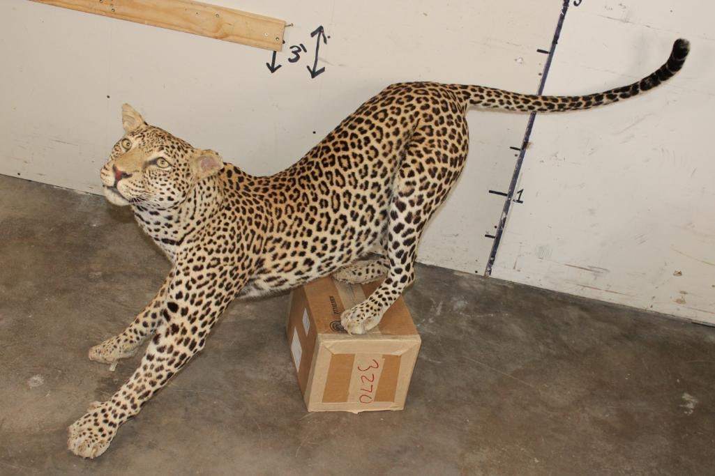 *TEXAS RESIDENTS ONLY* Life-sized LEOPARD on Bolts (No Base) (1 of 18)