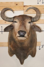 Big WATER BUFFALO Shoulder Mount