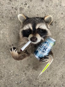 *New* Rowdy Beer Drinking Half Body RACCOON with Attitude
