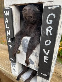 *New* Life-sized BLACK GREY SQUIRREL In the Walnut Grove "Out-House"