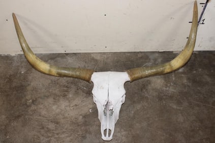 Texas LONGHORN Skull with Removable Horns