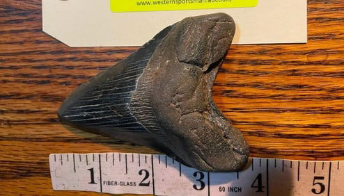 1 Large MEGALODON SHARK Tooth