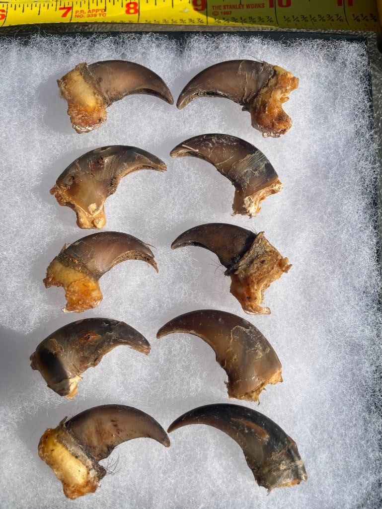 10 BLACK BEAR Front Claws in a Glass Display Case (ONE$): 10 BLACK BEAR Front Claws in a Glass Display Case. The Glass Case measures 6.25" Long x 5.25" Wide. Great for Native American crafts! These could be used for necklace pendants or belt buckles. (ONE$) 
