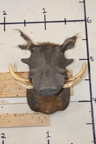 WARTHOG Shoulder Mount