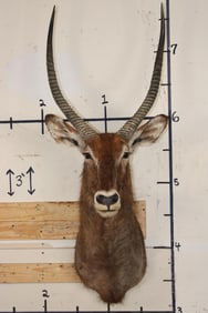 WATERBUCK Shoulder Mount