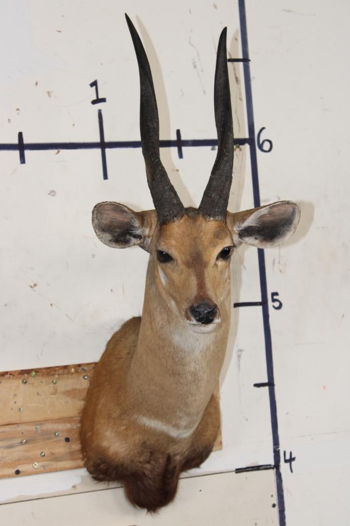 BUSHBUCK Shoulder Mount (1 of 10)